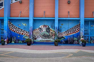 Experience the Cayman Turtle Center