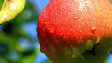 Apples on a branch.
