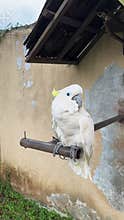 Exquisite white cockatoo on rustic metal perch
