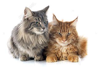Maine coon cats