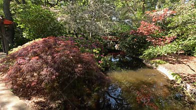 footage of a gorgeous spring landscape with a pond, lush green trees and colorful flowers at Descanso Gardens La Canada