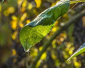 Close-up of green leaf with dew drop and spider silk in autumn sunlight