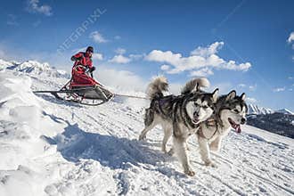 Sleddog competition