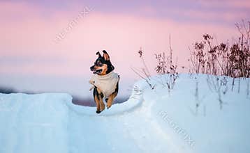 little dog running along the snow-covered path