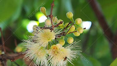 Low angle view of blooming Rose Apple flower moving in the wind.