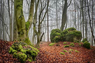 Beech forest II