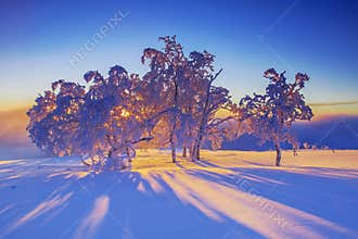 Stunning Winter Sunrise: Golden Light Through Snowy Trees ?????? #NatureLovers'