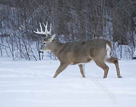 Huge Ten Point Buck