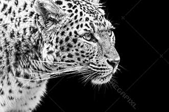 Portrait of Amur Leopard in black and white