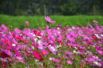 Cosmos Flowers Field at Countryside Nakornratchasrima Thailand