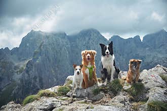 Four dogs on mountain with rocky background
