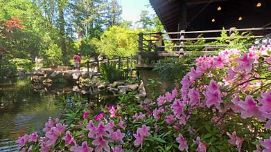 footage of a gorgeous spring landscape with a pond, lush green trees and flowers at Descanso Gardens La Canada Flintridge