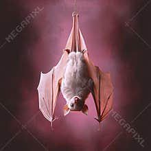 Hanging Bat with Wings Spread on a Chain, Red Background, Furry Body