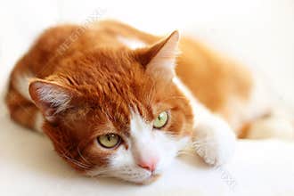 Portrait of Cat
