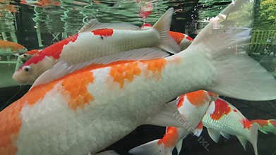 Beautiful Koi fish, popular ornamental fish worldwide, displaying a variety of vibrant colors