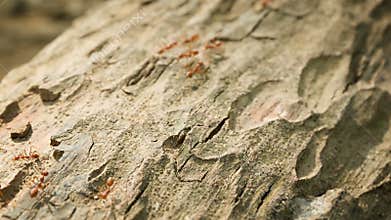 Tropical red weaver ants on the bark close up. Oecophylla
