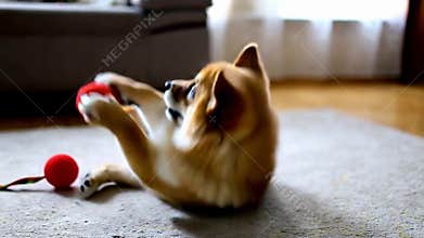 Cute Corgi dog playing lying floor red ball toy playful pet indoor game fun stock footage Generative AI