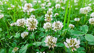 A Stunningly Beautiful and Vibrantly Colorful Blooming White Clover Field During the Spring Season