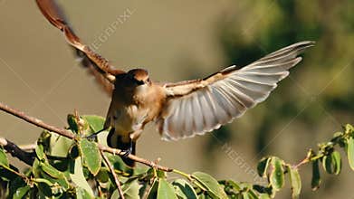 Sparrow bird taking flight flapping wings from green leafy branch wildlife stock footage Generative AI