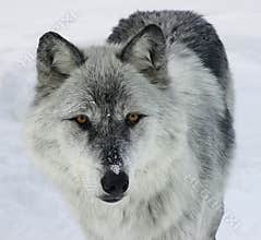 Gray Wolf