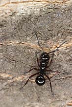 Ant, macro