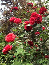 Garden rose