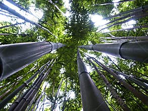 Up the bamboo