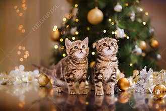 British kitten, Christmas and New Year