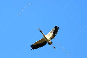 Wood Stork (Mycteria americana)