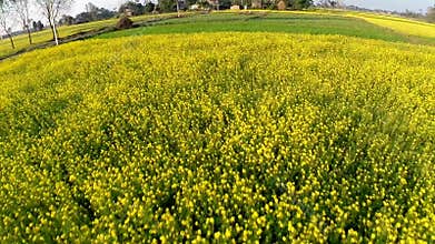 Aerial view of flowering canola fields