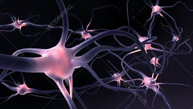 Neurons