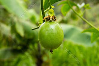 Passion fruit