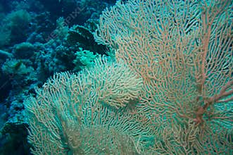 Giant fan (gorgonian) in the current