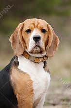 Serious beagle dog