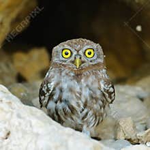 The little owl outdoor (Athene noctua)