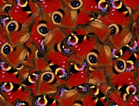Peacock butterfly seamless pattern