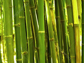 Bamboo