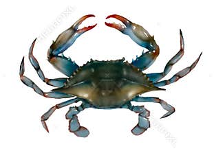 Blue crab raw isolated illustration