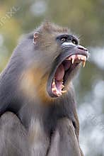 Mandrill