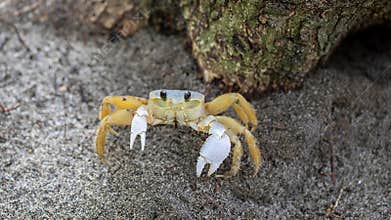 Ghost crab walking on sand near tree trunk in coastal area during daylight looking for food
