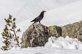 Raven stands on a rock in a snowy landscape with trees in the background during winter