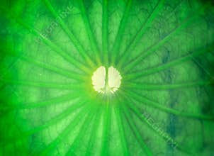 Close-up view of a green lotus leaf showing patterns and textures in the water garden during daytime