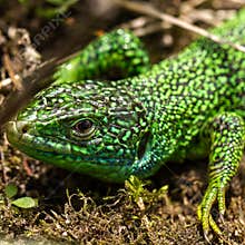 Green lizard resting on ground in natural habitat during daylight hours