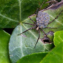 Spider sitting on green leaves in a garden during daylight in spring season