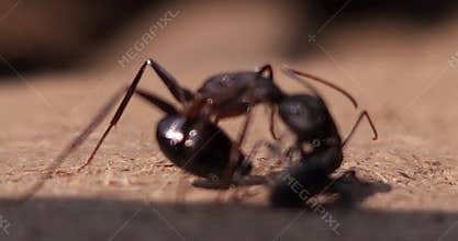 Black Ants Fighting Macro Close Up, Insect Conflict Aggression Behavior Wildlife Nature, India