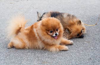 Friendly Pomeranian dogs