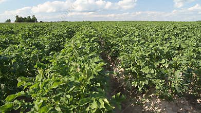 Potato field
