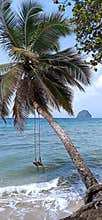 Swing hanging from a palm tree by the beach in Martinique on a sunny day with waves gently hitting the shore
