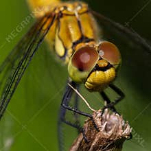 Close view of a dragonfly resting on a branch in a garden during daytime