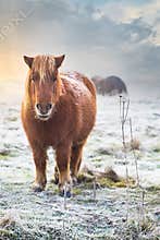 Brown pony stands in frosty field at dawn with mist in background and other ponies grazing nearby